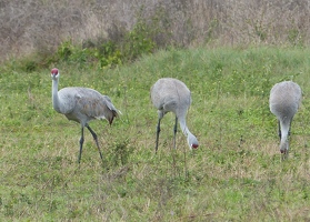 Sandhill Cranes